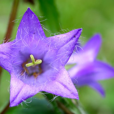 campanula