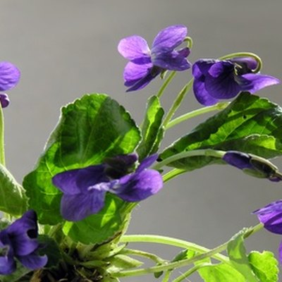 sweet spring violets