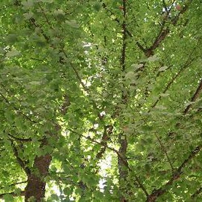 leafy maple tree