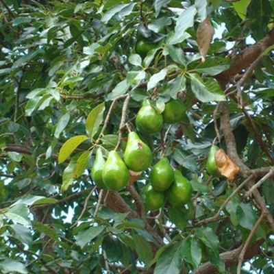 avocado fruits on a wild avocado tree