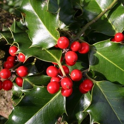Holly leaves and berries.