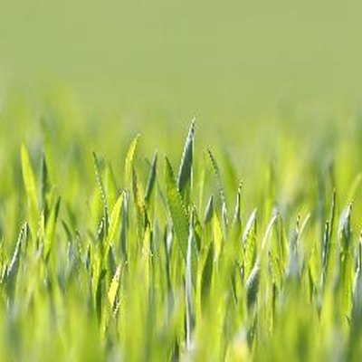Light-green lawn grass.
