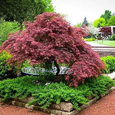 Red Dragon weeping Japanese maple tree.