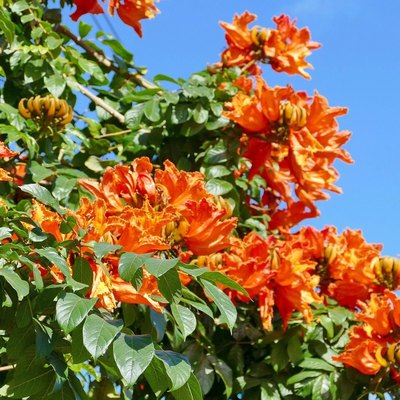 A closeup view of an African tulip tree's orange flowers.