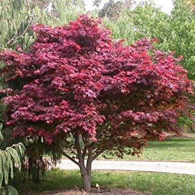 Japanese red maple tree.