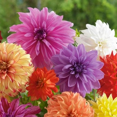 Dahlia Bulbs - Mixed Colors