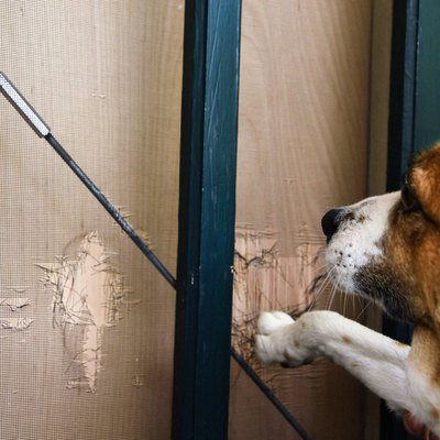 dog scratching screen door