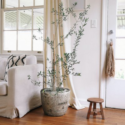Tree plant in a hypertufa planter, between a white sofa and a wood stool