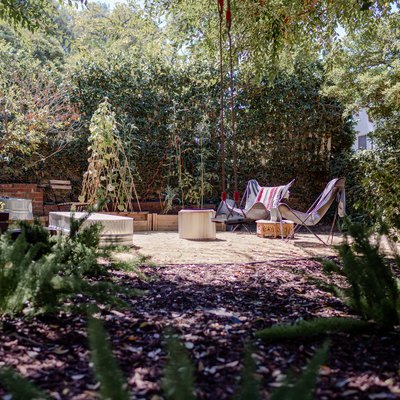 Green and purple foliage in yard
