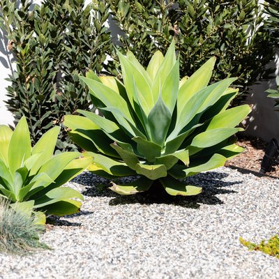 A garden with green succulent plants in gravel