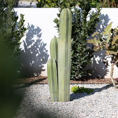 Large cacti on gravel with a white garden wall