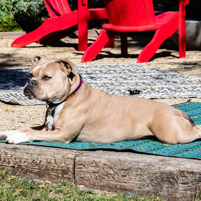A dog sitting on outdoor rugs with red Adirondack chairs behind