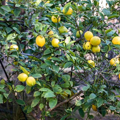 A lemon tree