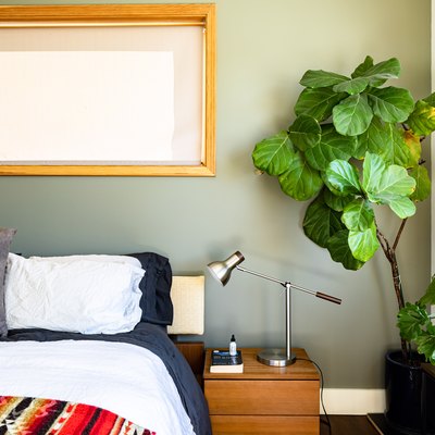 A large plant in a bedroom with green-white walls and wood framed windows