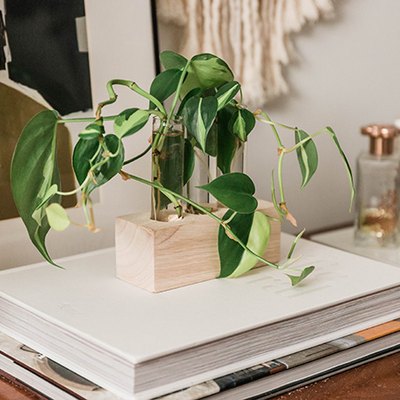 Growing plants in a DIY wood and glass propagation holder