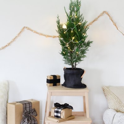 a small potted christmas tree decorated with a few lights sits on a stool