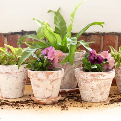 Flowers and plants in terra-cotta planters, textured with white plaster of Paris, to look antique.