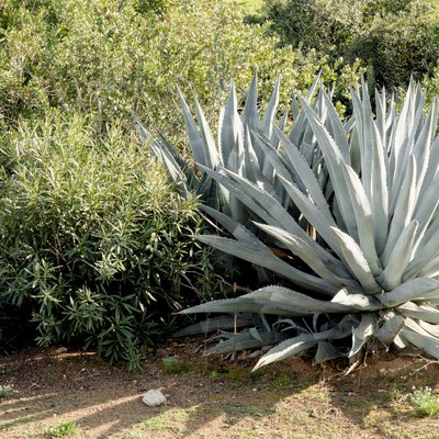 In a backyard, two large agave plants sit next to a green bush with long slim leave.