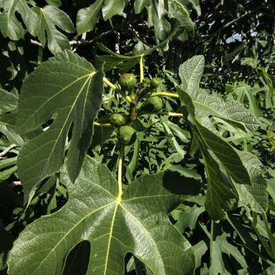 Fig Tree