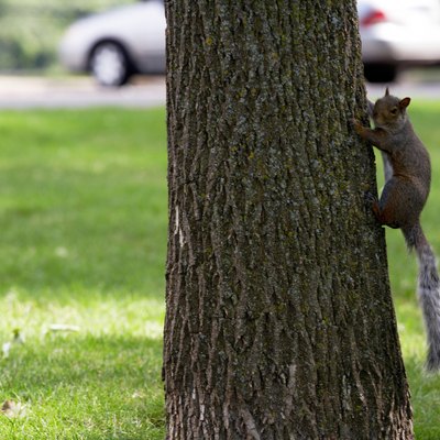 Gray squirrel climbing tree in park