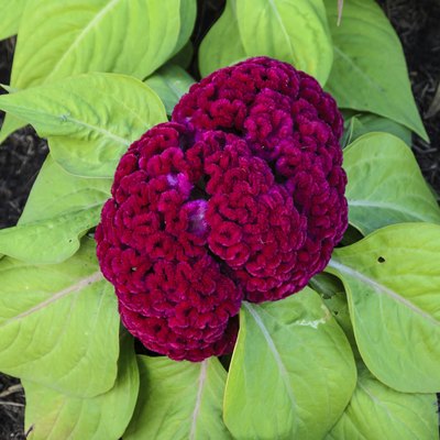 Red Cockscomb flower