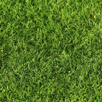 Grass Texture