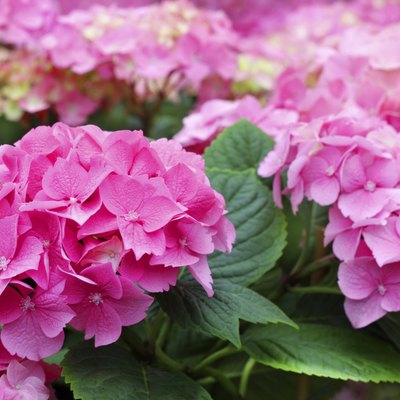 Beautiful pink hydrangea flowers.
