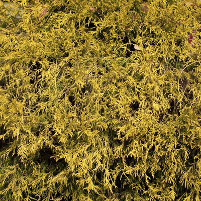 Chamaecyparys filifera Aurea