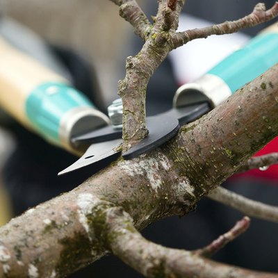 Pruning a tree.