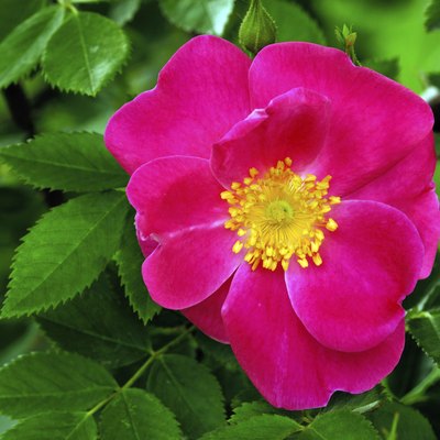 Single blossom of the rose, William Baffin