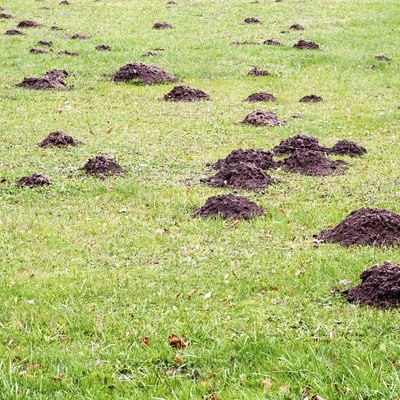 Mole mound