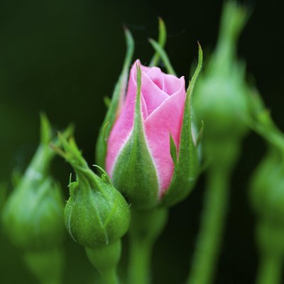 Young Pink Rose flower in garden