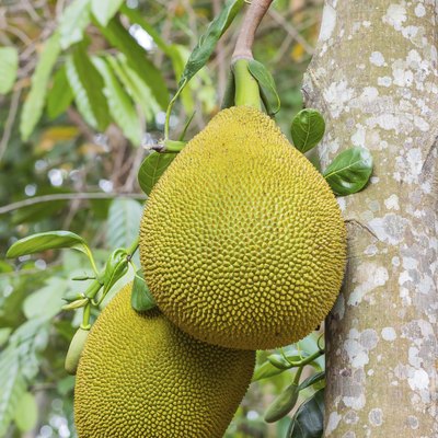 jackfruit