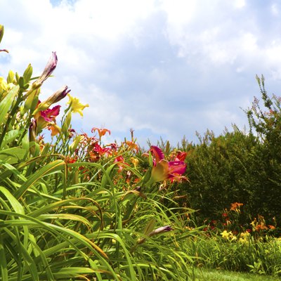 Daylily Fields
