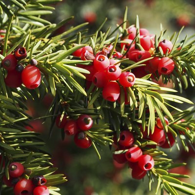 Yew branch with berries