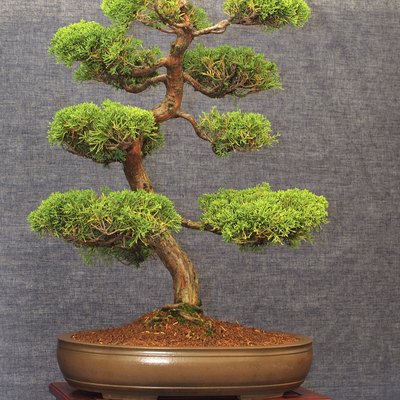 Chinese Juniper Bonsai Tree
