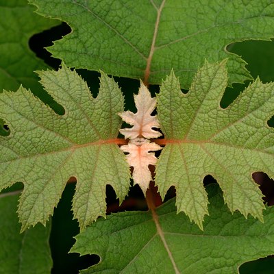 Oakleaf Hydrangea