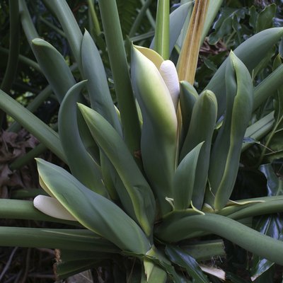 Fruiting philodendron