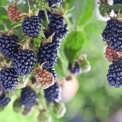 blackberry