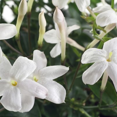closeup white flowers and leaves of jasmine plant