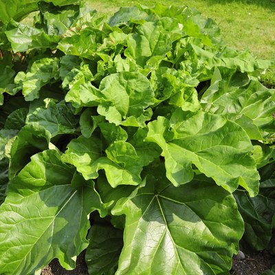 Rhubarb