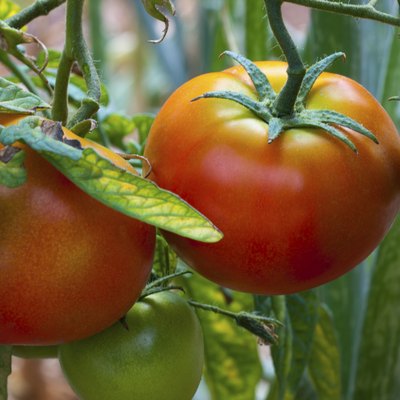 tomatoes