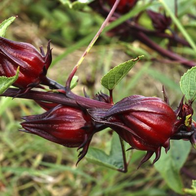 Hibiscus sabdariffa or roselle fruits