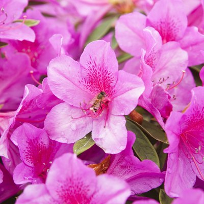blooming pink azalea and honeybee