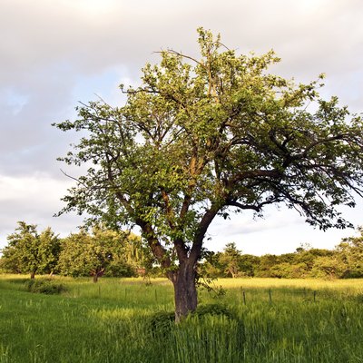 tree in sunset and green grass