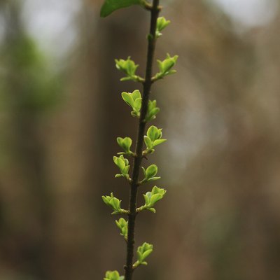 Glossy privet new leaf