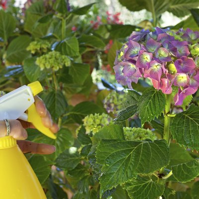 watering hydrangea with a spray