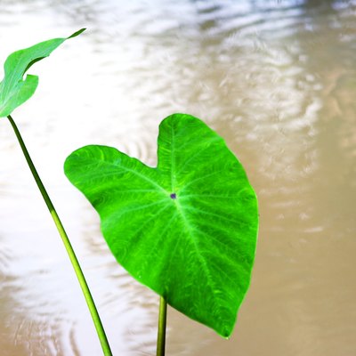 Close up of a big green leaf