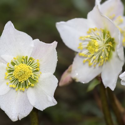 Hellebore flowers in early springtime