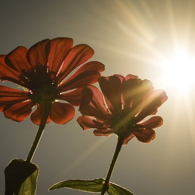 Bright Sun Flowers